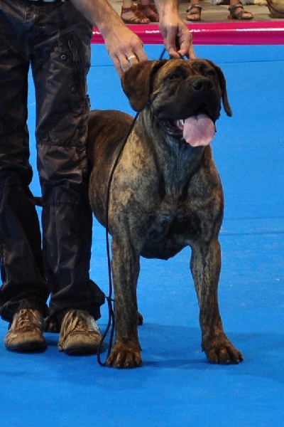 Fophie favier des contes de Lola - 2ème Excellent Classe Ouverte Femelle