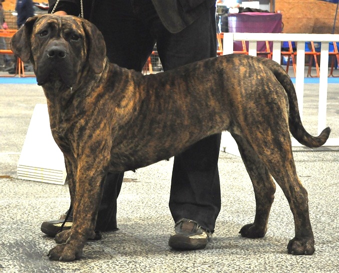 Fophie favier des contes de Lola - 1ère Excellent Classe Jeunes Femelles