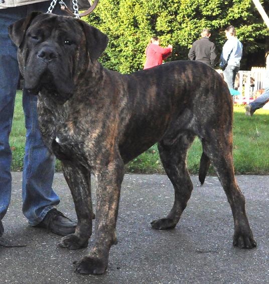 Vega (Sans Affixe) - 1er Exc Classe intermédiaire