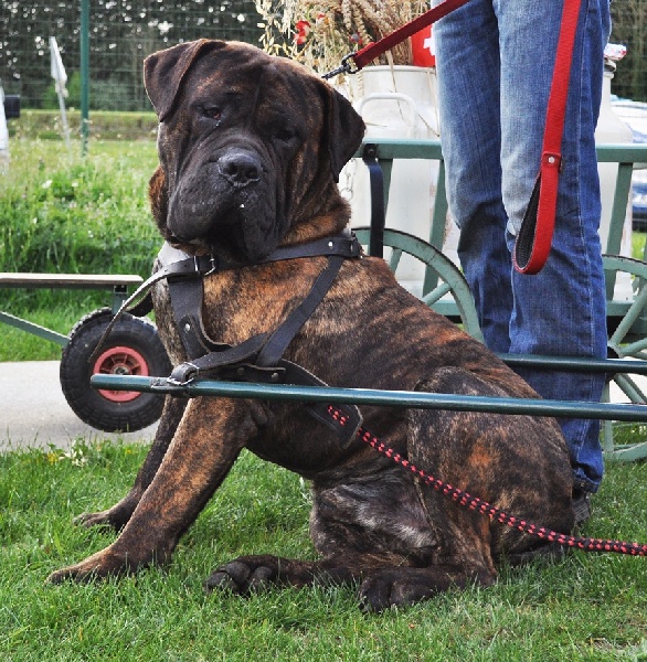 Vega (Sans Affixe) - 1er Excellent CACS CACIB MDR