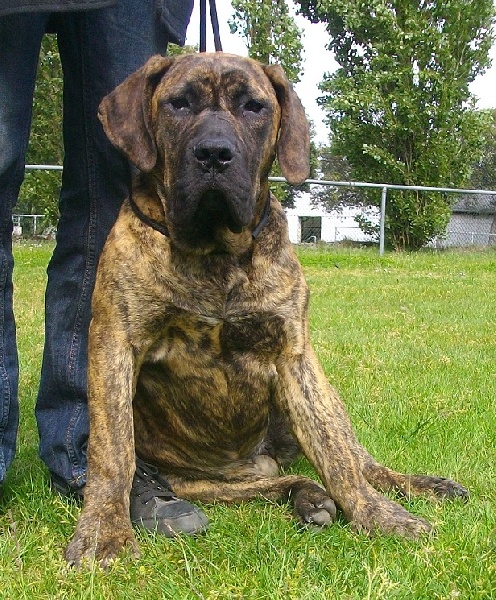 Fophie favier des contes de Lola - Très prometteur Classe Puppy Femelle