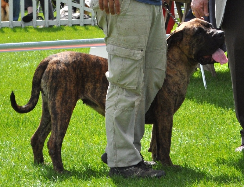 Fophie favier des contes de Lola - 1ère Excellent CACS