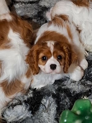 Les chiots de Cavalier King Charles Spaniel