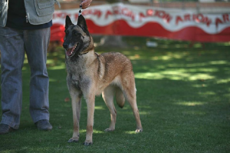 CH. Indi du hameau St-Blaise - CAC Meilleur de Race