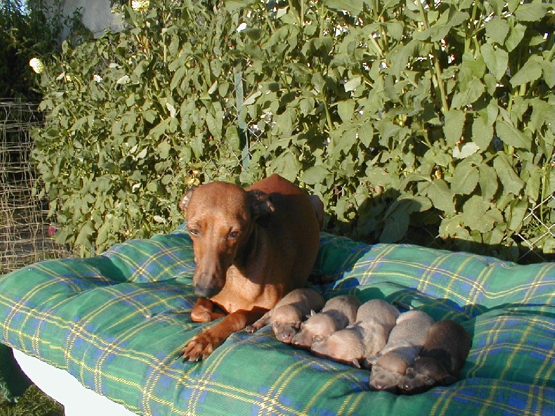 CH. Norma des princes de Kazan