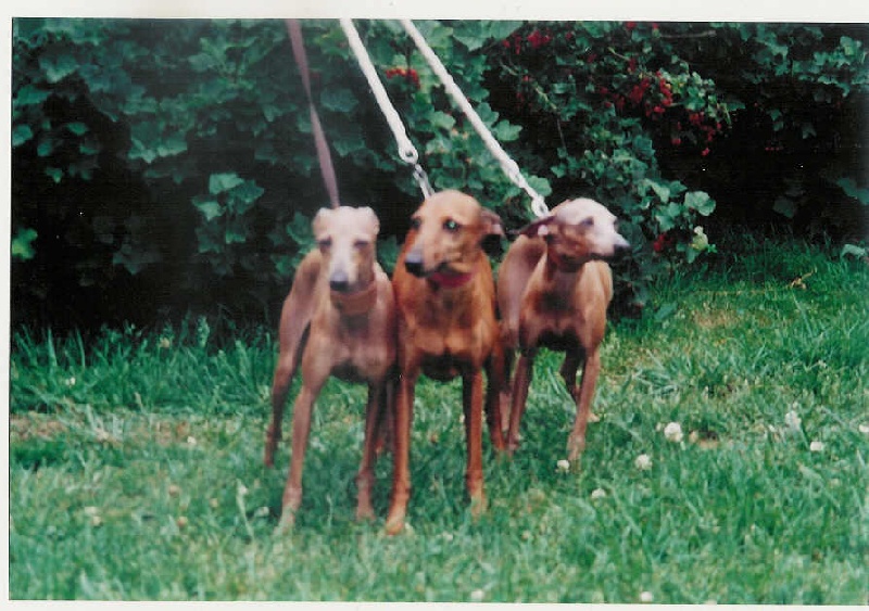 CH. Norma des princes de Kazan