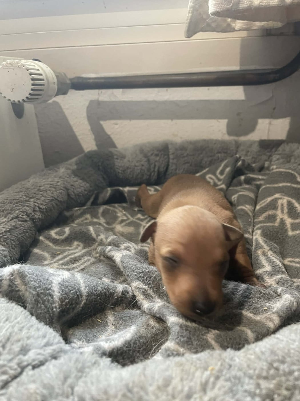 Chiot N°1 - Petit Levrier Italien