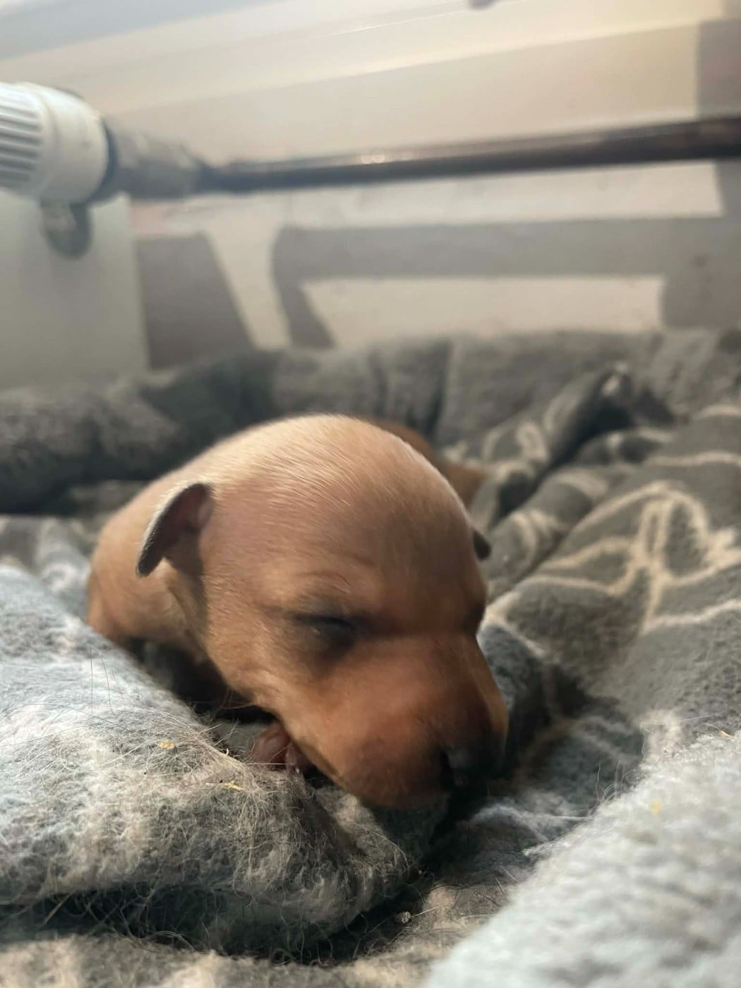 Chiot N°2 - Petit Levrier Italien