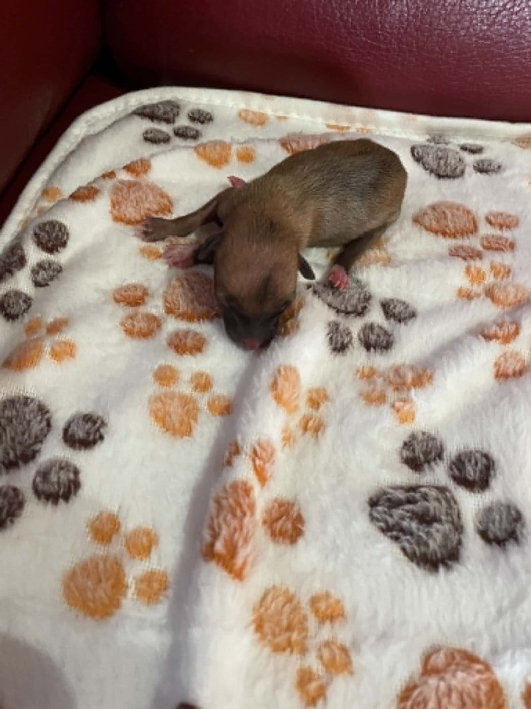 Chiot N°6 - Petit Levrier Italien