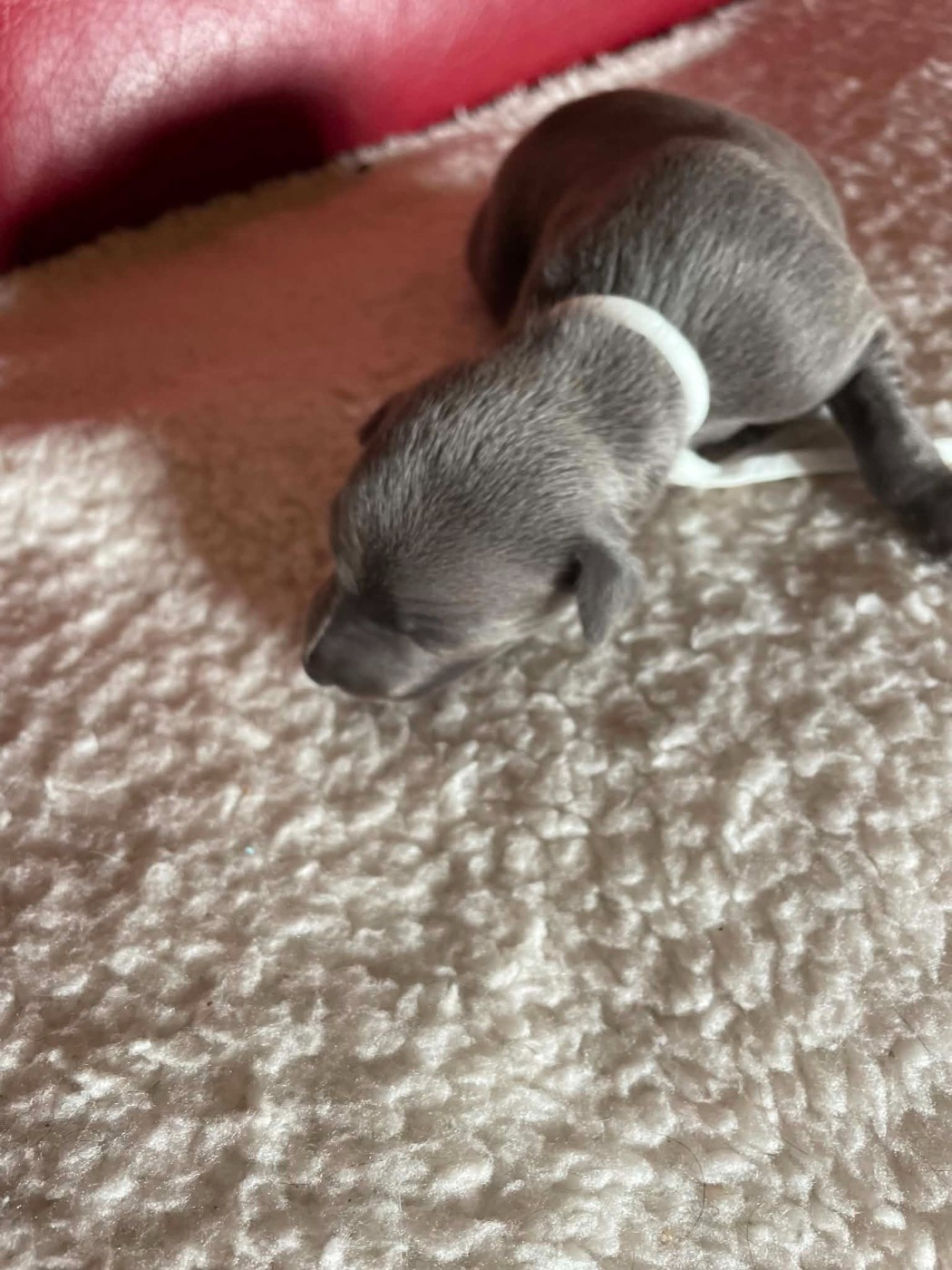 CHIOT 4 - Petit Levrier Italien