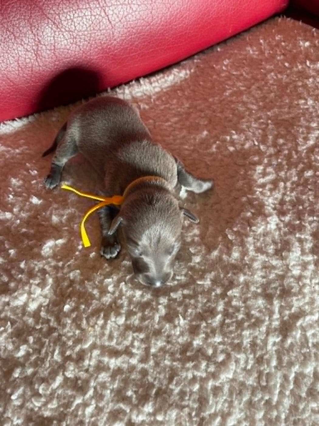 CHIOT 5 - Petit Levrier Italien