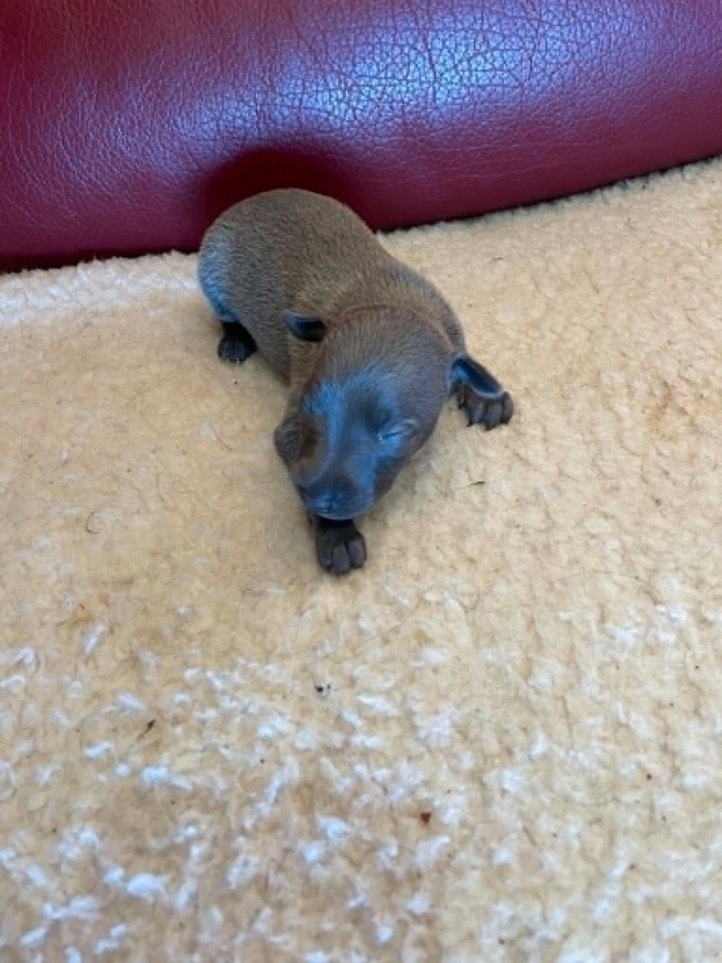 CHIOT 6 - Petit Levrier Italien