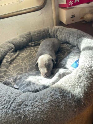 Les chiots de Petit Levrier Italien