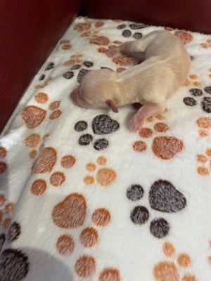 Les chiots de Petit Levrier Italien