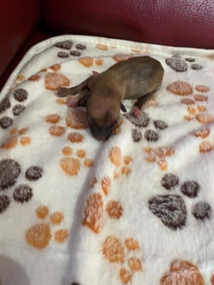 Les chiots de Petit Levrier Italien