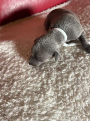 Les chiots de Petit Levrier Italien
