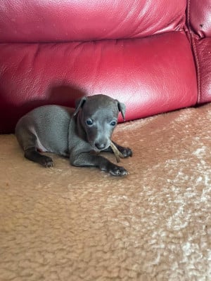 Les chiots de Petit Levrier Italien