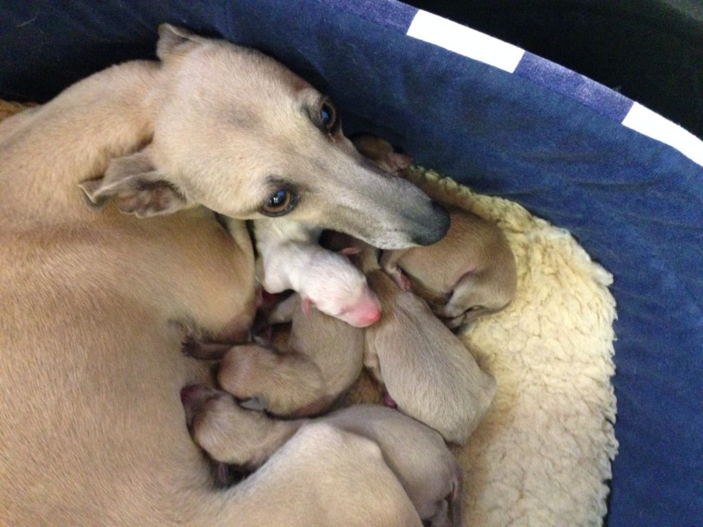 chiot Petit Levrier Italien des princes de Kazan