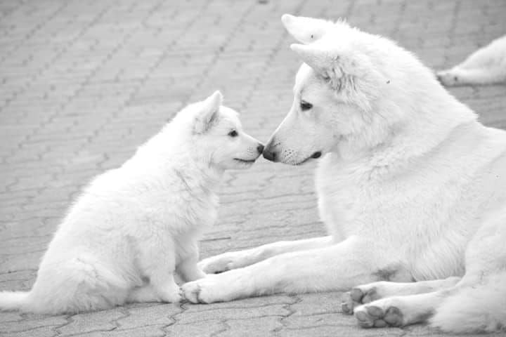 Accueil Elevage Du Domaine De La Patte Blanche Eleveur De Chiens Berger Blanc Suisse