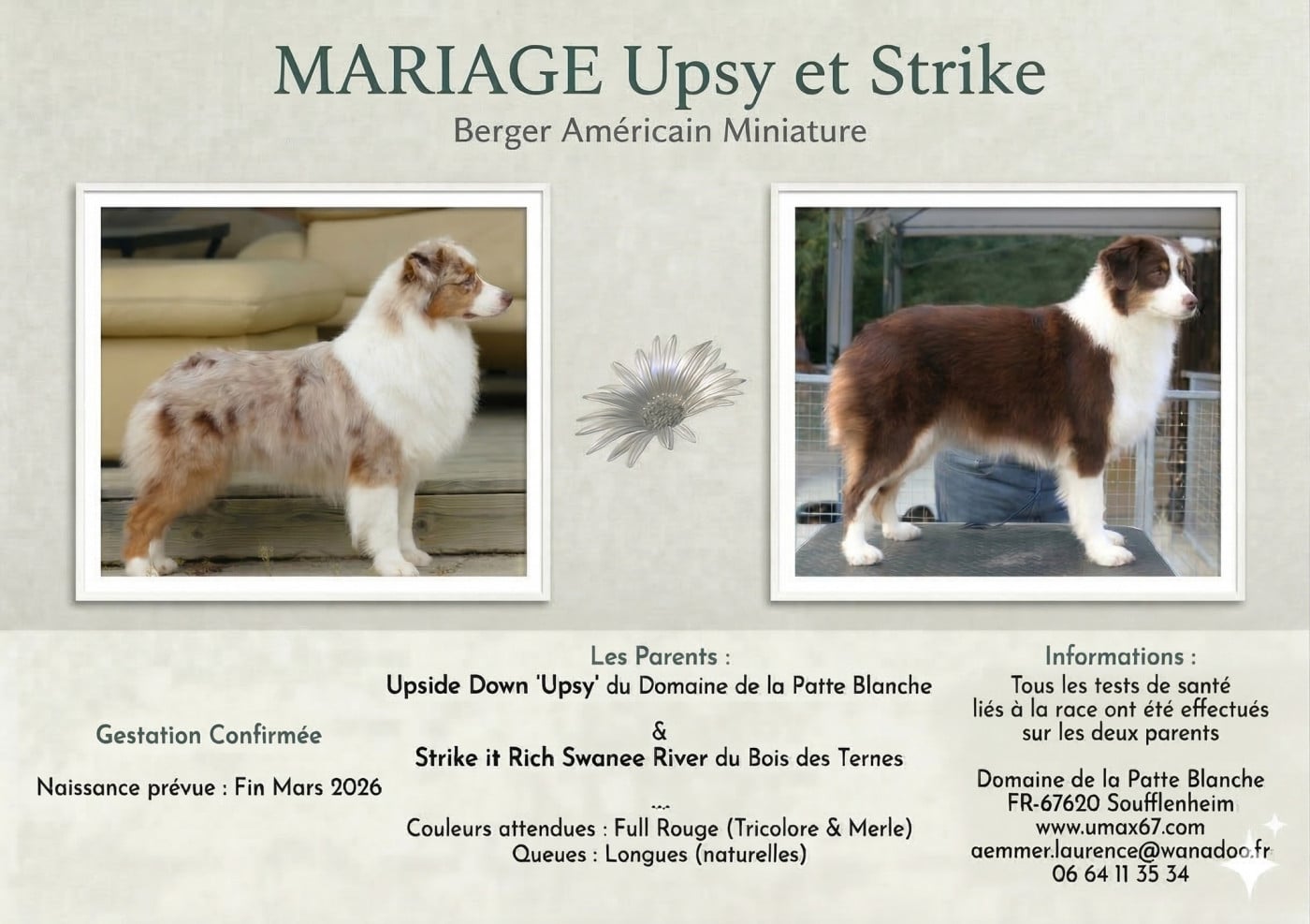 Berger Américain Miniature  - du domaine de la patte blanche