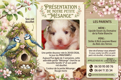 Les chiots de Berger Américain Miniature 