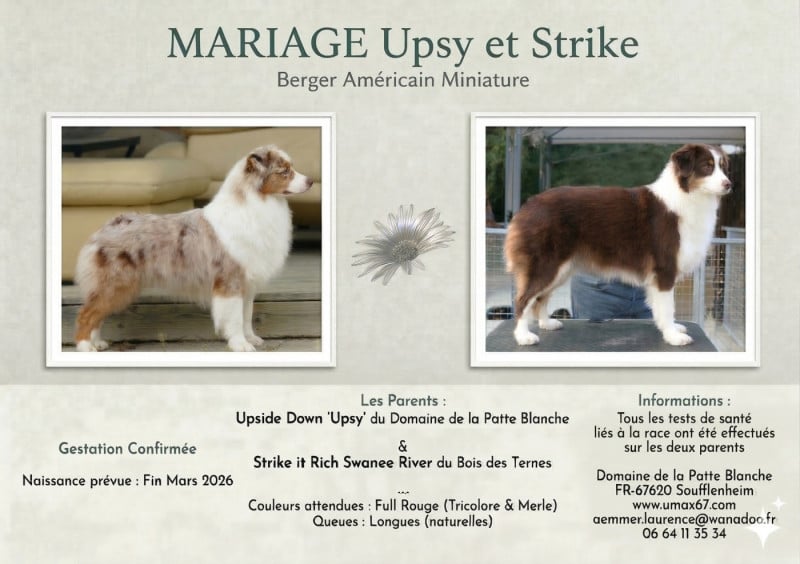 Berger Américain Miniature  - du domaine de la patte blanche