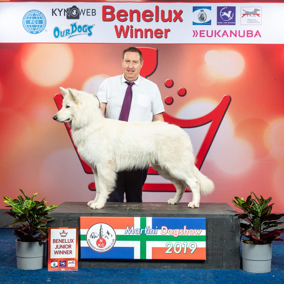 CH. New white wolf du domaine de la patte blanche - 1er Excellent - RCACS - BOB J