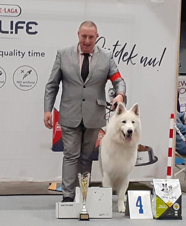 CH. New white wolf du domaine de la patte blanche - 1er EXC CAC CACIB BOB BOG4