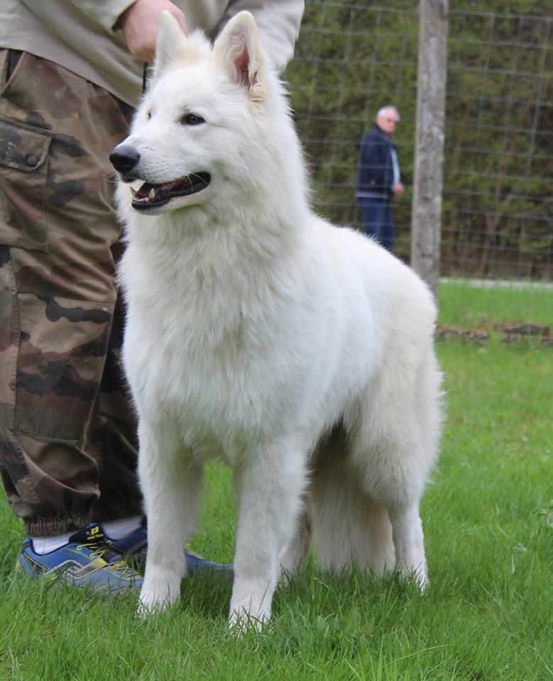 CH. New white wolf du domaine de la patte blanche - 1ER EXCELLENT - MEILLEUR JEUNE - BOS