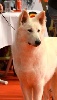 CH. Hallo devil junior du domaine de la patte blanche - 1er Très Prometteur - Meilleur Puppy