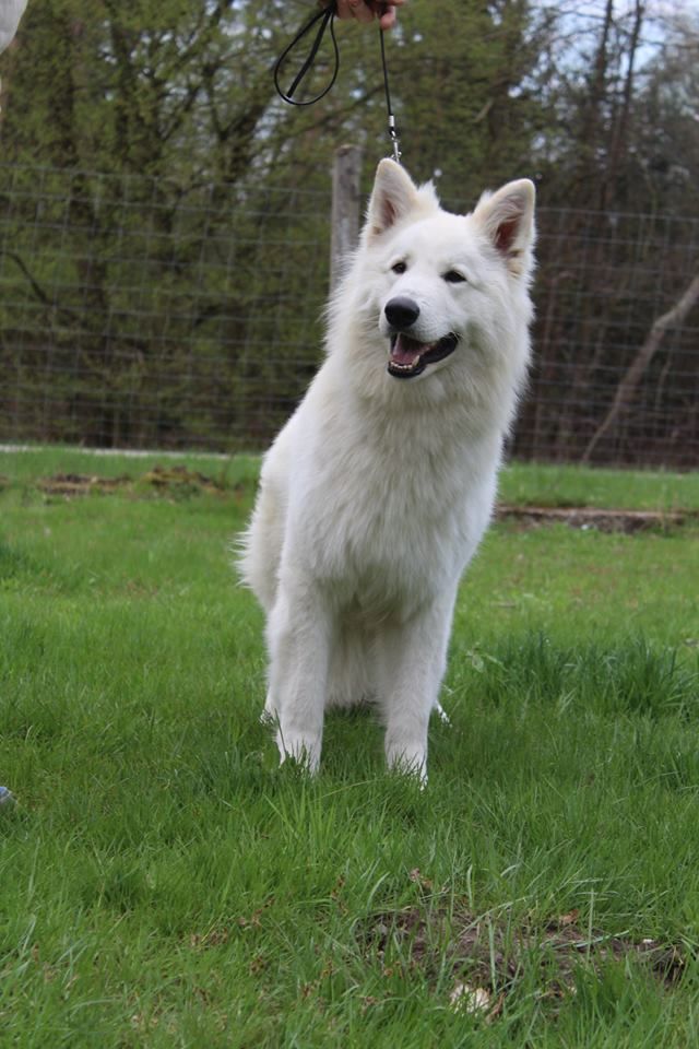 CH. New white wolf du domaine de la patte blanche - 1er Excellent MEILLEUR JEUNE