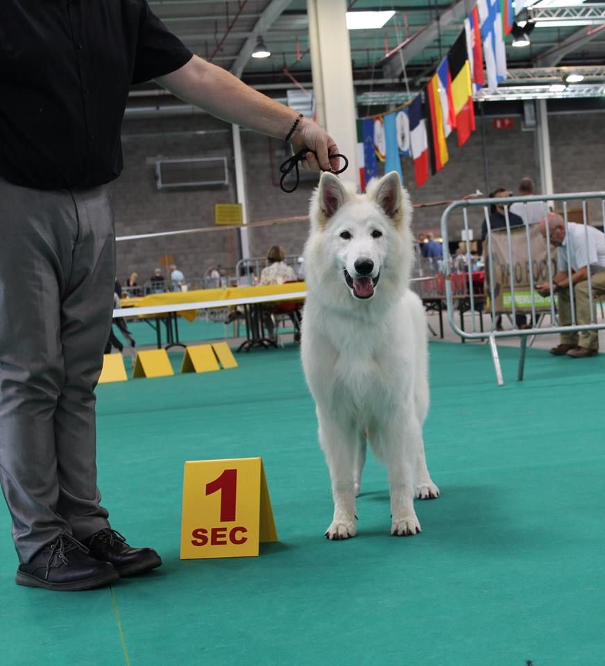 CH. New white wolf du domaine de la patte blanche - 1er Très Prometteurs MEILLEUR PUPPY