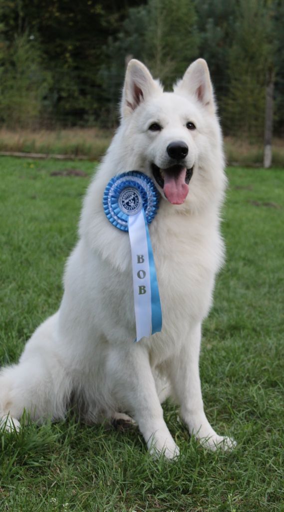 CH. New white wolf du domaine de la patte blanche - 1er Excellent CACS - CACIB BOB MEILLEUR DE RACE