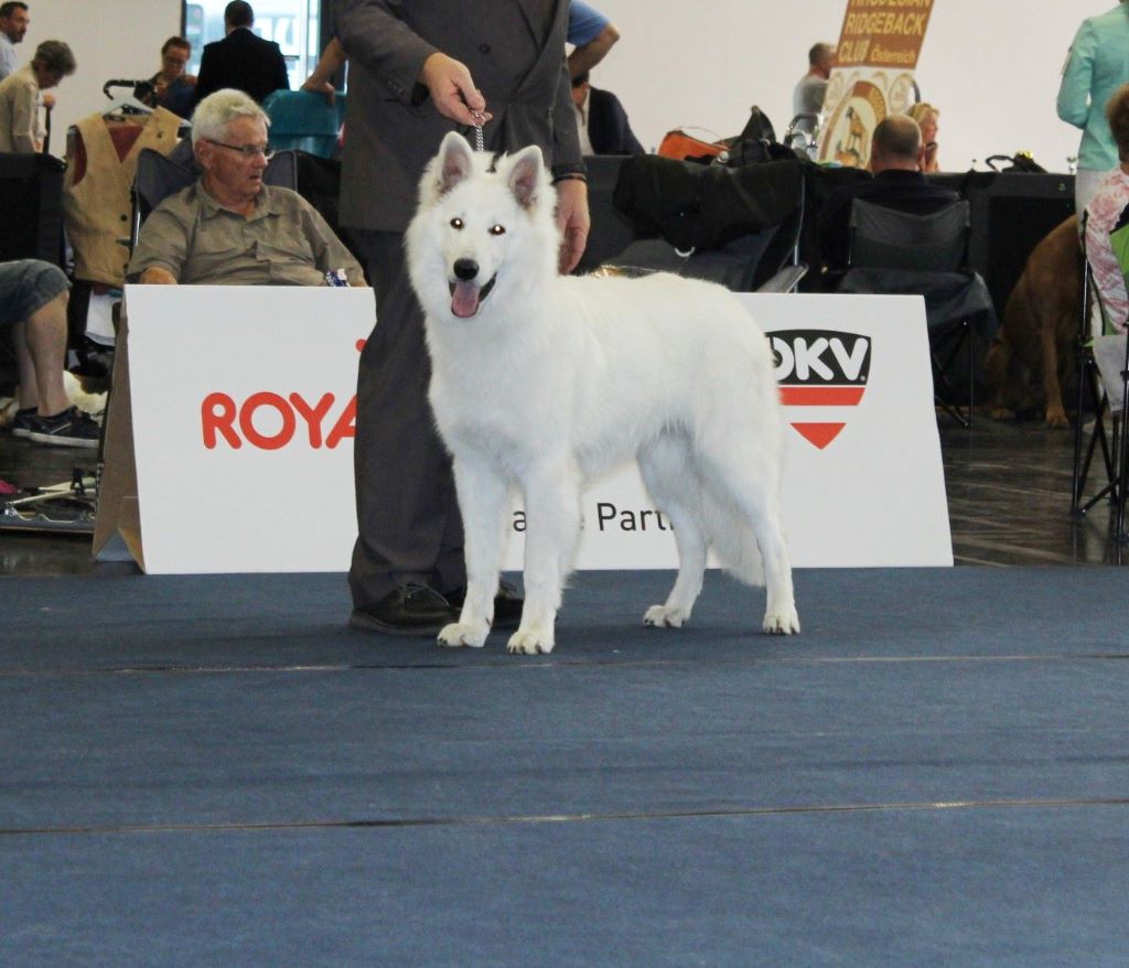 CH. New white wolf du domaine de la patte blanche - 1ER EXCELLENT