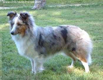 Ulanne Du castel de belle rose - Excellent 3è