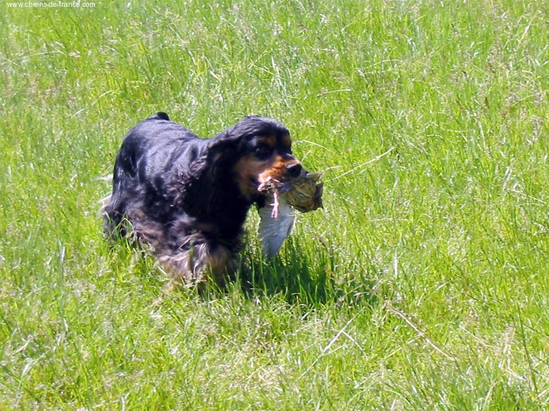 R'fox de la petite pinochere - Obtention du TAN