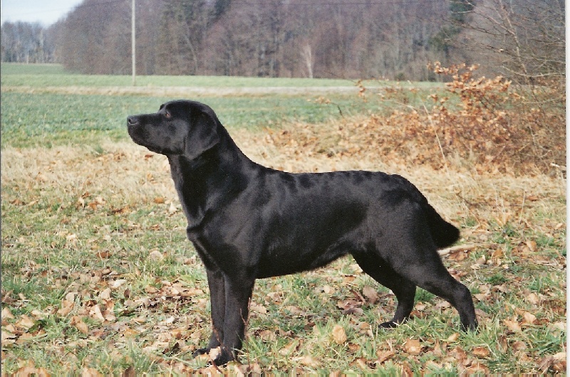 Publication : de la Foret de Presles Auteur : GERMAIN V.