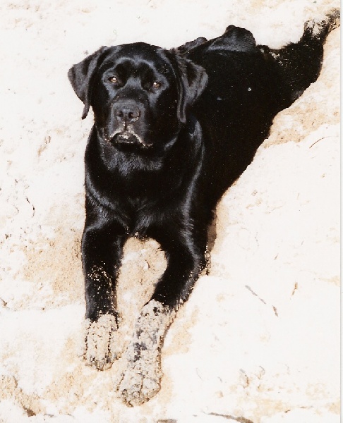 TR. Speedy de la Foret de Presles 