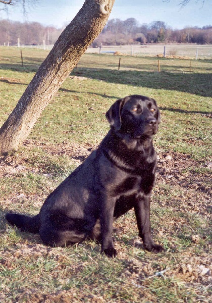 Publication : de la Foret de Presles Auteur : GERMAIN V.