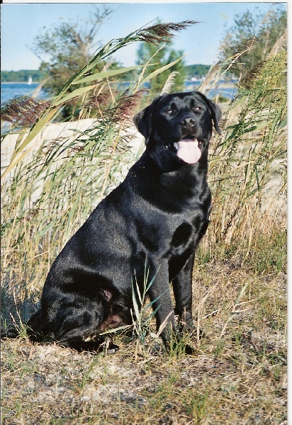 TR. Speedy de la Foret de Presles 