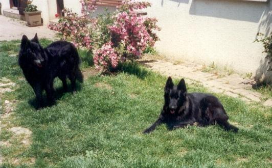 Publication : ** Du champ boulet (ancien)