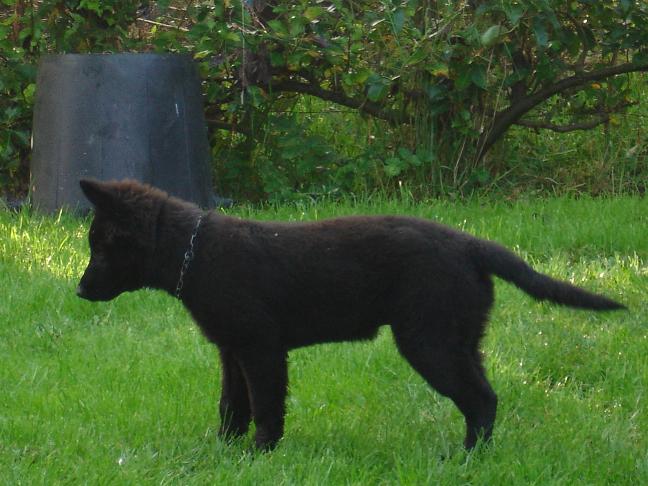 Publication : de Salte Cabre