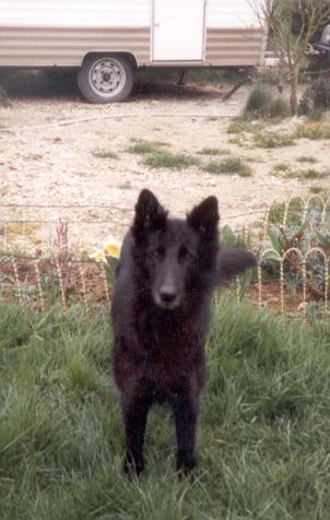 Publication : ** Du champ boulet (ancien)