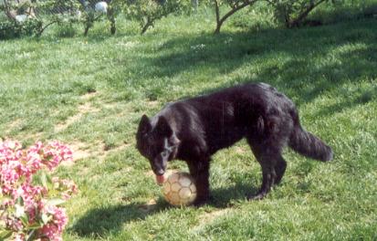 Publication : ** Du champ boulet (ancien)