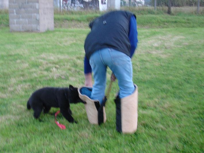 Publication : de Salte Cabre