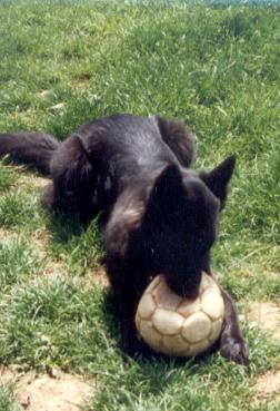 Publication : ** Du champ boulet (ancien)