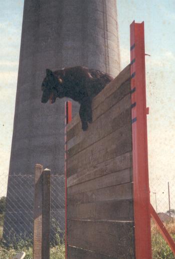 Publication : ** Du champ boulet (ancien)