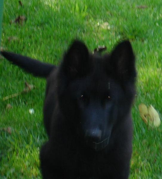 Publication : de Salte Cabre