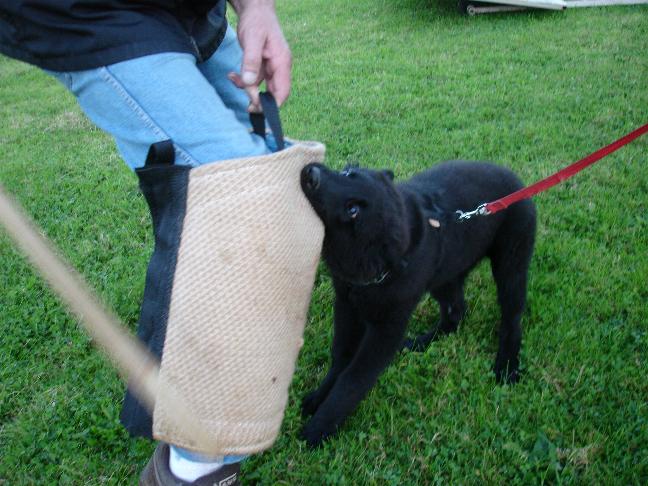 Publication : de Salte Cabre