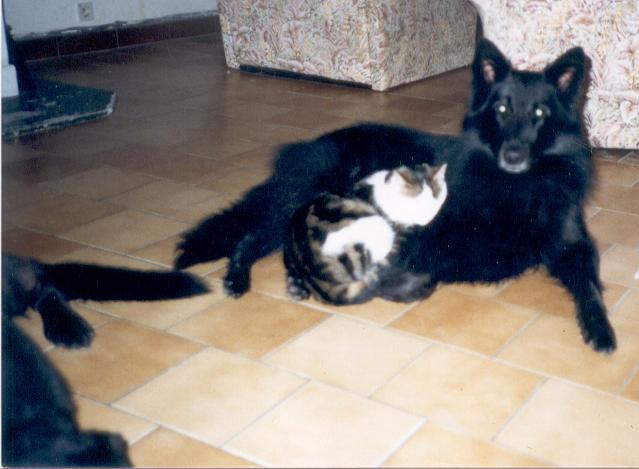 Publication : ** Du champ boulet (ancien)